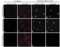 Invitrogen Caveolin 1 Monoclonal Antibody (SP43) 500 &mu;L; Unconjugated:Antibodies,