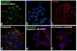 Invitrogen Caveolin 1 Monoclonal Antibody (SP43) 500 &mu;L; Unconjugated:Antibodies,