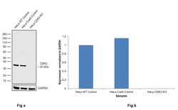 Invitrogen CDK2 Monoclonal Antibody (SP80) 500 &mu;L | Buy Online | Invitrogen&trade; | Fisher Scientific
