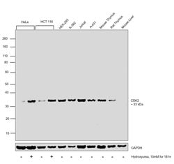 Invitrogen CDK2 Monoclonal Antibody (SP80) 500 &mu;L | Buy Online | Invitrogen&trade; | Fisher Scientific