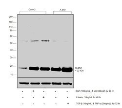Invitrogen Claudin 1 Monoclonal Antibody (SP128) 500 &mu;L; Unconjugated:Antibodies,