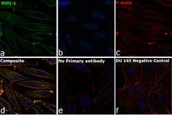 Invitrogen DOG-1 Recombinant Rabbit Monoclonal Antibody (SP31) 500 &mu;L;