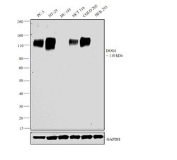 Invitrogen DOG-1 Recombinant Rabbit Monoclonal Antibody (SP31) 500 &mu;L;