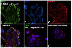 Invitrogen Cytokeratin 5 Monoclonal Antibody (SP27) 500 &mu;L; Unconjugated:Antibodies,