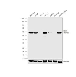 Invitrogen Cytokeratin 5 Monoclonal Antibody (SP27) 500 &mu;L; Unconjugated:Antibodies,