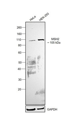 Invitrogen MSH2 Monoclonal Antibody (SP46) 500 &mu;L; Unconjugated:Antibodies,
