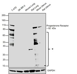 Invitrogen Progesterone Receptor Monoclonal Antibody (SP42) 500 &mu;L;