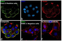 Invitrogen Villin Monoclonal Antibody (SP145) 500 &mu;L; Unconjugated:Antibodies,