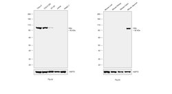 Invitrogen Villin Monoclonal Antibody (SP145) 500 &mu;L; Unconjugated:Antibodies,