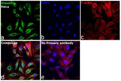 Invitrogen Vimentin Monoclonal Antibody (SP20) 500 &mu;L; Unconjugated:Antibodies,
