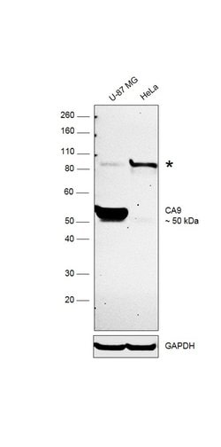 Invitrogen Carbonic Anhydrase IX Monoclonal Antibody (SP106) 500 &mu;L;