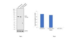 Invitrogen Cytokeratin 8 Monoclonal Antibody (SP102) 500 &mu;L; Unconjugated:Antibodies,