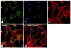 Invitrogen VCAM-1 Monoclonal Antibody (1.G11B1) 200 &mu;g; Unconjugated:Antibodies,