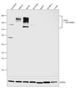 Invitrogen CD56 Monoclonal Antibody (123C3) 200 &mu;g; Unconjugated:Antibodies,