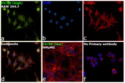 Invitrogen F4/80 Monoclonal Antibody (Cl:A3-1):Antibodies:Primary Antibodies