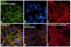 Invitrogen CD90 Monoclonal Antibody (F15-42-1) 20 &mu;g; Unconjugated:Antibodies,