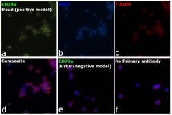 Invitrogen CD79a Monoclonal Antibody (HM57) 200 &mu;g; Unconjugated:Antibodies,