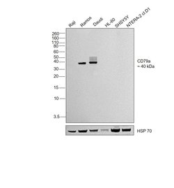 Invitrogen CD79a Monoclonal Antibody (HM57) 200 &mu;g; Unconjugated:Antibodies,