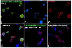 Invitrogen Calprotectin Monoclonal Antibody (MAC387) 500 &mu;g; Unconjugated:Antibodies,