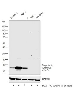 Invitrogen Calprotectin Monoclonal Antibody (MAC387) 500 &mu;g; Unconjugated:Antibodies,