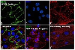 Invitrogen&trade;&nbsp;CD31 Monoclonal Antibody (TLD-3A12)
