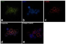 Invitrogen CD61 Monoclonal Antibody (Y2/51), FITC 100 &mu;g; FITC:Anticorps,