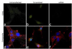 Invitrogen CD61 Monoclonal Antibody (Y2/51), FITC 100 &mu;g; FITC:Anticorps,