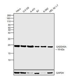 Invitrogen GADD45A Monoclonal Antibody (D.81.E) 100 &mu;L; Unconjugated:Antibodies,