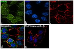 Invitrogen KPNA2 Monoclonal Antibody (2G7) 50 &mu;L; Unconjugated:Antibodies,