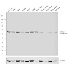 Invitrogen KPNA2 Monoclonal Antibody (2G7) 50 &mu;L; Unconjugated:Antibodies,