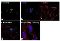Invitrogen Survivin Monoclonal Antibody (1H5) 100 &mu;g; Unconjugated:Antibodies,