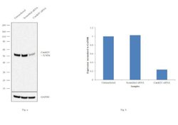 Invitrogen CaMKIV Monoclonal Antibody (8C5B8) 100 &mu;g; Unconjugated:Antibodies,