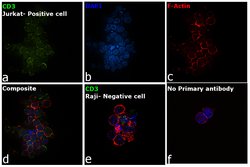 Invitrogen CD3 Monoclonal Antibody (4D10A6) 100 &mu;L; Unconjugated:Antibodies,