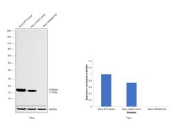 Invitrogen p16INK4a Monoclonal Antibody (1D7D2) 100 &mu;L; Unconjugated:Antibodies,