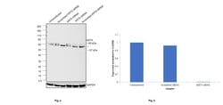 Invitrogen Cytokeratin 5 Monoclonal Antibody (2C2) 100 &mu;g; Unconjugated:Antibodies,