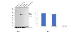 Invitrogen Cytokeratin 5 Monoclonal Antibody (10C11E6) 100 &mu;g; Unconjugated:Antibodies,