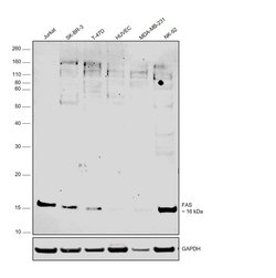 Invitrogen FAS Monoclonal Antibody (4F8H6) 100 &mu;g; Unconjugated:Antistoffer