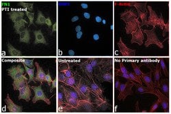 Invitrogen Fibronectin Monoclonal Antibody (2F4) 100 &mu;L; Unconjugated:Antibodies,