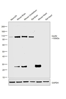 Invitrogen GluR2 Monoclonal Antibody (7G6) 100 &mu;g; Unconjugated:Antibodies,