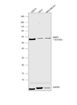 Invitrogen MMP3 Monoclonal Antibody (4F10) 100 &mu;g; Unconjugated:Antibodies,
