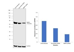 Invitrogen MMP3 Monoclonal Antibody (4F10) 100 &mu;g; Unconjugated:Antibodies,
