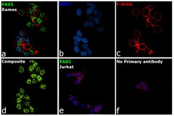 Invitrogen PAX5 Monoclonal Antibody (7D3) 100 &mu;g; Unconjugated:Antibodies,