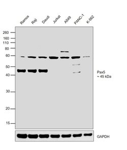 Invitrogen PAX5 Monoclonal Antibody (7D3) 100 &mu;g; Unconjugated:Antibodies,