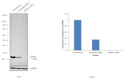 Invitrogen Rab4 Monoclonal Antibody (4E11) 100 &mu;g; Unconjugated:Antibodies,