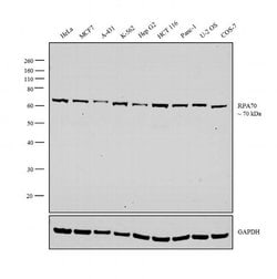Invitrogen RPA70 Monoclonal Antibody (4C4) 100 &mu;g; Unconjugated:Antibodies,