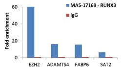 RUNX3 Monoclonal Antibody (2B3), Invitrogen 100 &mu;g; Unconjugated:Antibodies,