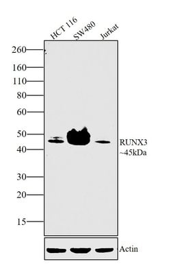 RUNX3 Monoclonal Antibody (2B3), Invitrogen 100 &mu;g; Unconjugated:Antibodies,