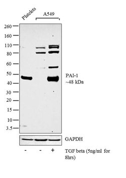 Invitrogen PAI1 Monoclonal Antibody (1D5) 100 &mu;g; Unconjugated:Antibodies,
