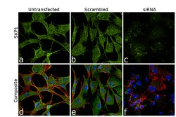 Invitrogen SKP1 Monoclonal Antibody (1H9) 100 &mu;L; Unconjugated:Antibodies,