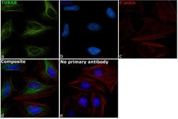 Invitrogen TUBA8 Monoclonal Antibody (2D6) 100 &mu;L; Unconjugated:Antibodies,